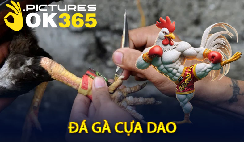 Đá gà cựa dao